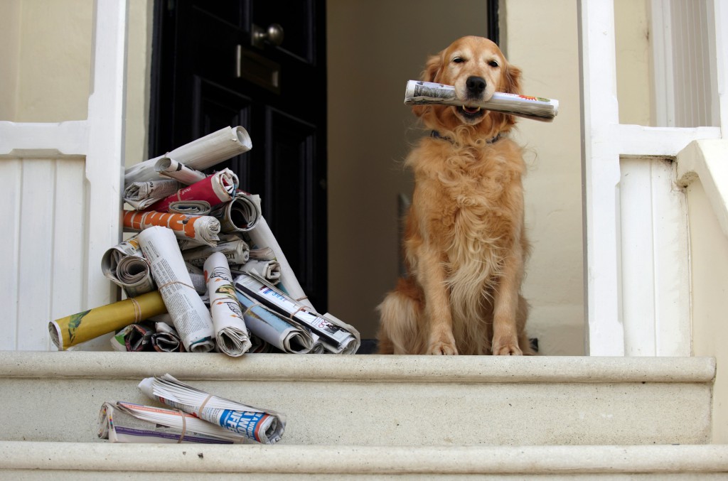 Dog_newspaper_crop